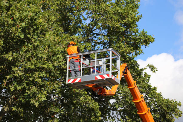 Best Root Management and Removal  in Hoyt Lakes, MN